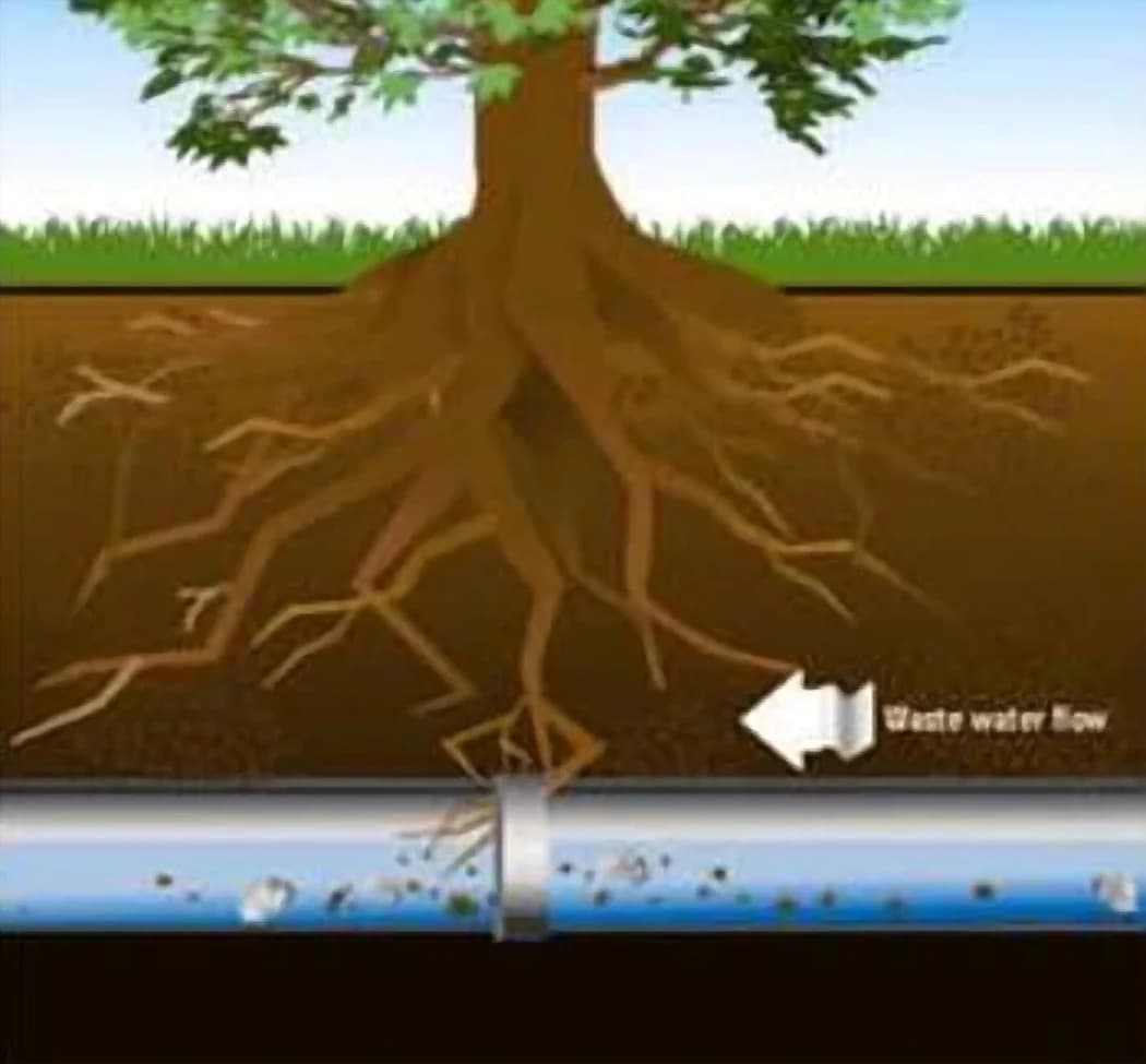 Illustration of a tree's roots reaching down to an underground sewer pipe, with one root getting in at a joint