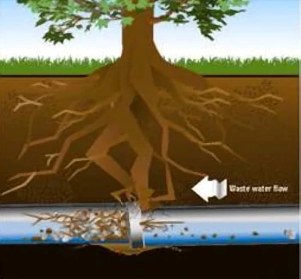Illustration of the root grown into a mass inside the pipe at the joint, catching debris carried along by the waste water
