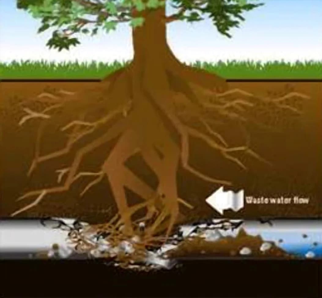 Illustration of the pipe cracked and collapsed around the roots, with soil and debris filling it where it has broken