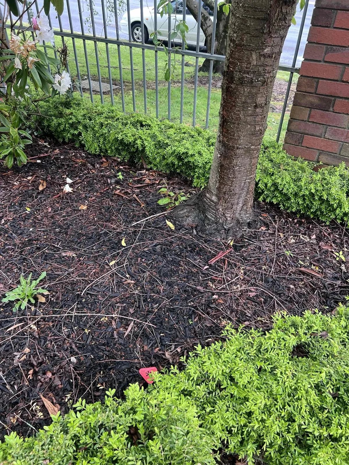 Front garden above the sewer line in Ballarat North