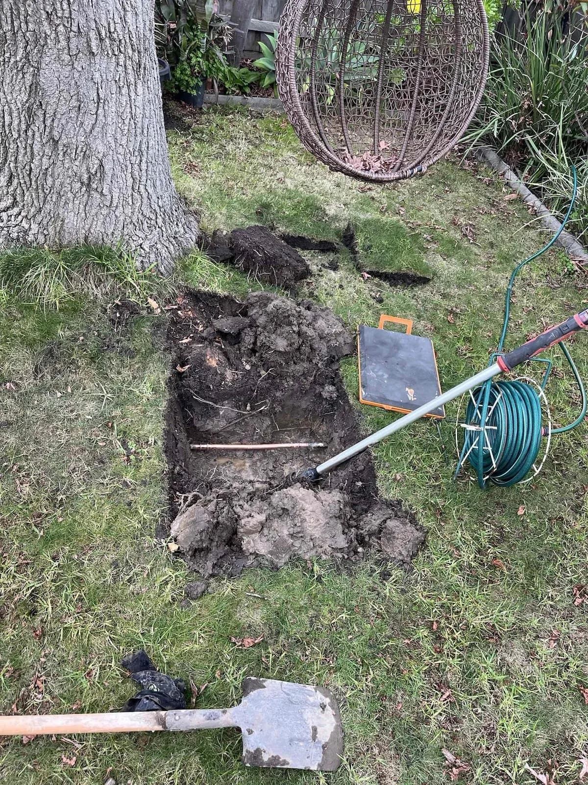 Digging down to the burst pipe beside the tree