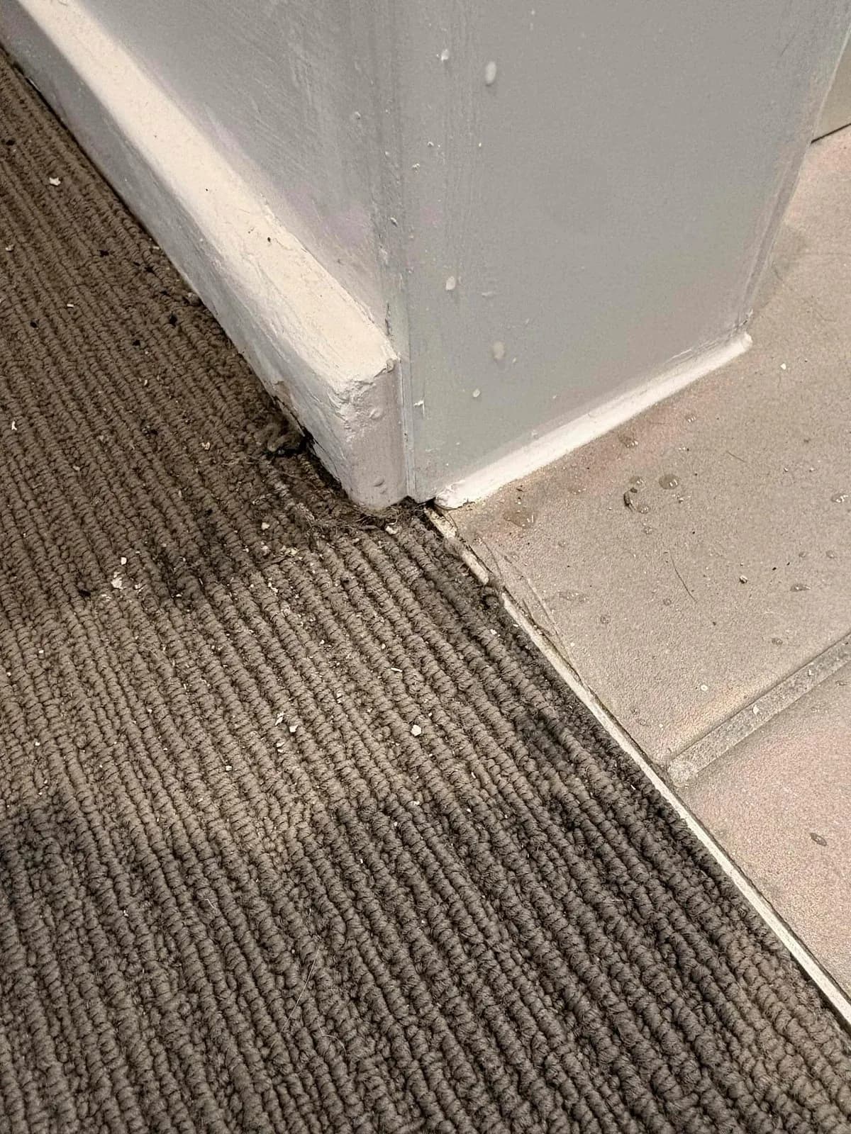 Damp carpet edge in the wardrobe next to the shower