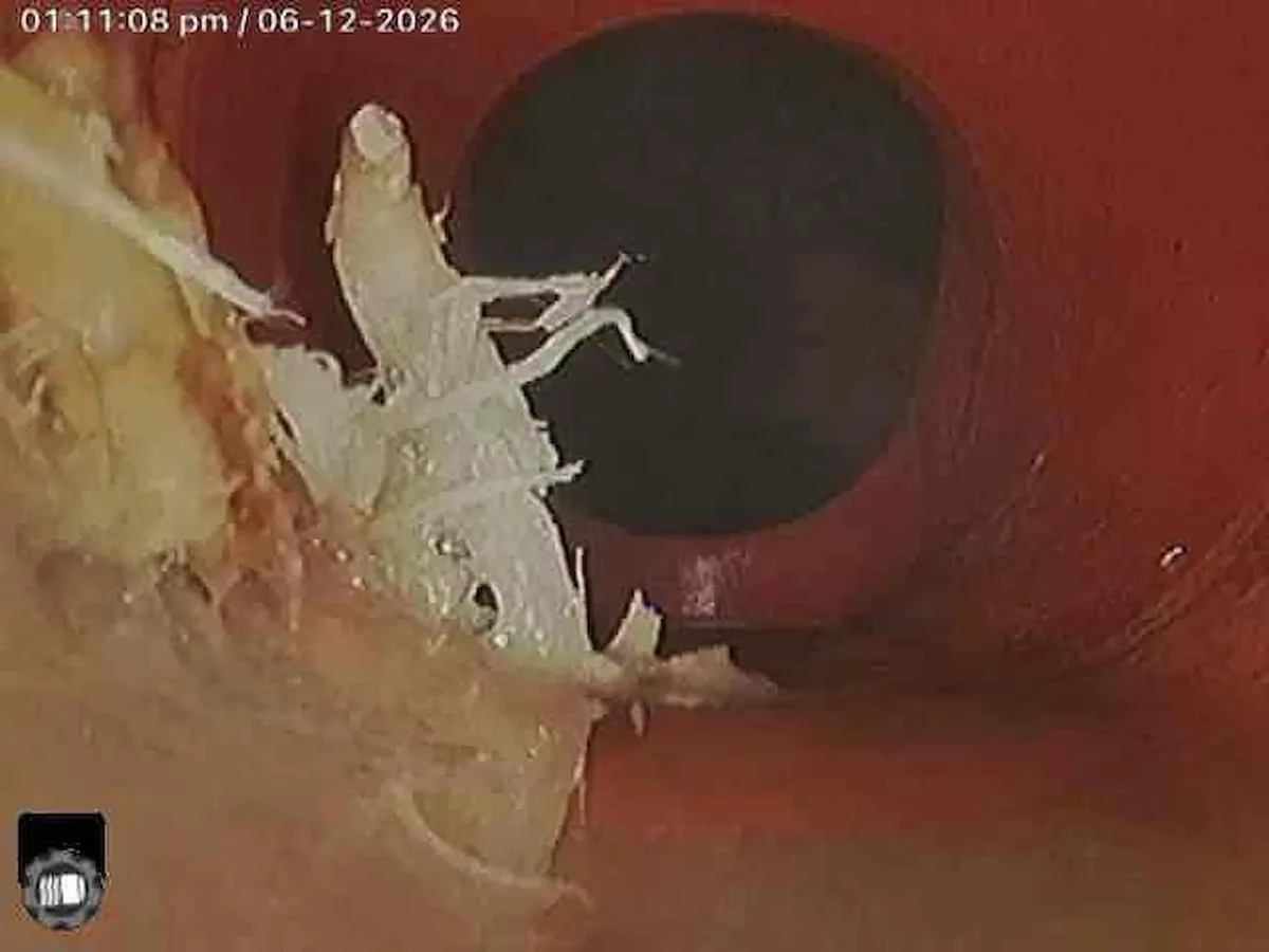 Camera view of tree roots inside the sewer pipe
