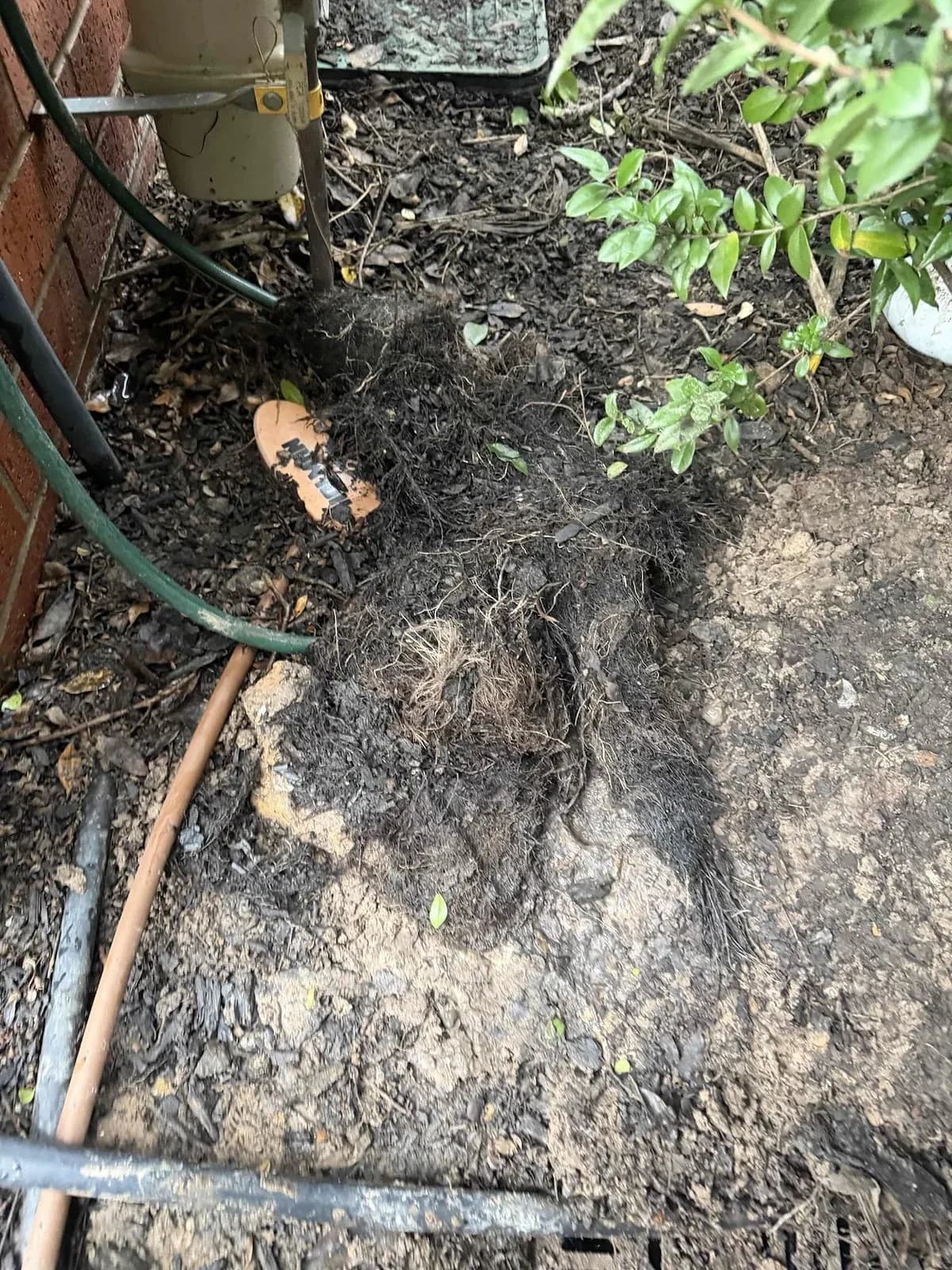 Tree roots pulled out of the stormwater drain