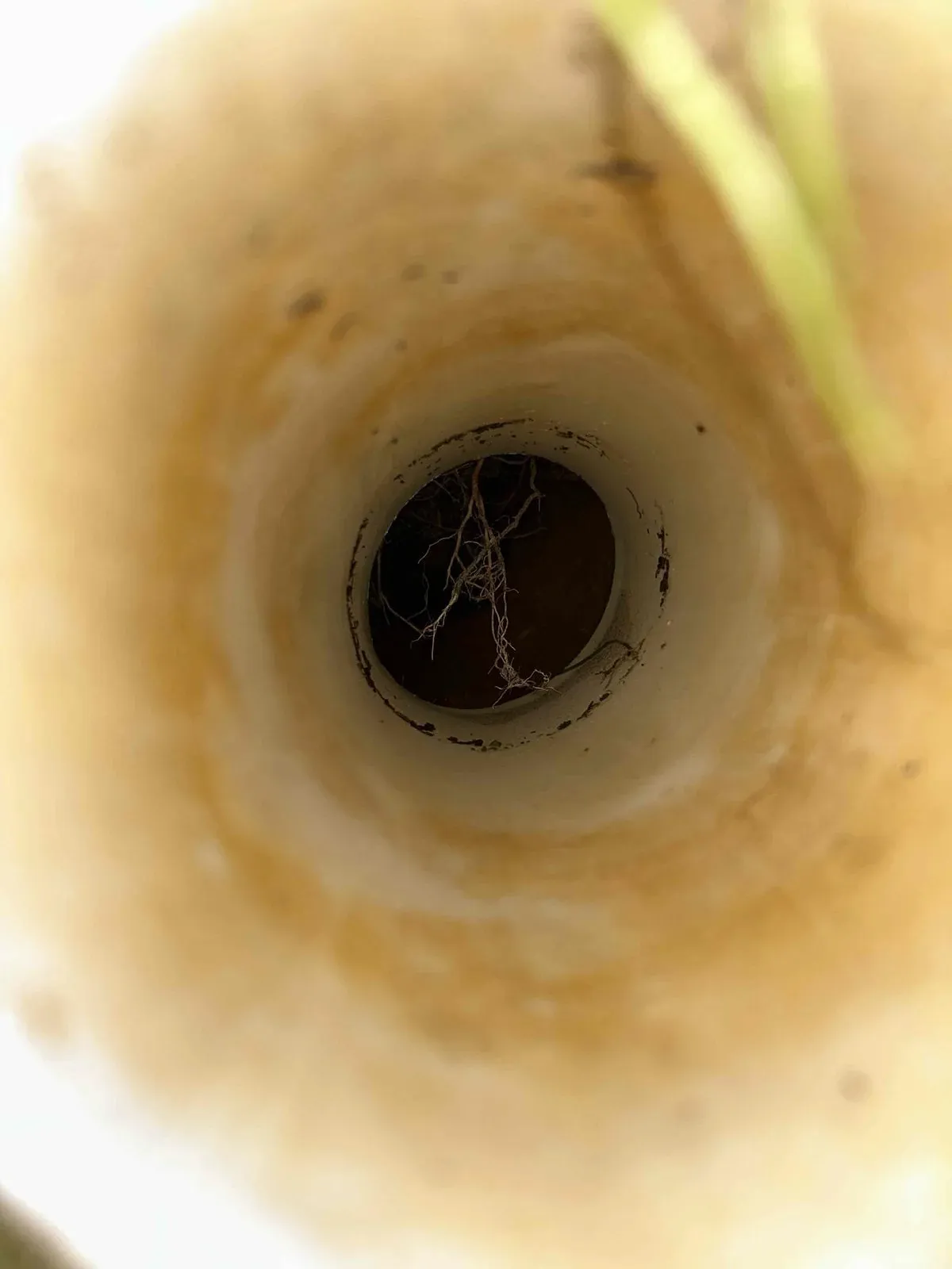Tree roots inside the sewer pipe