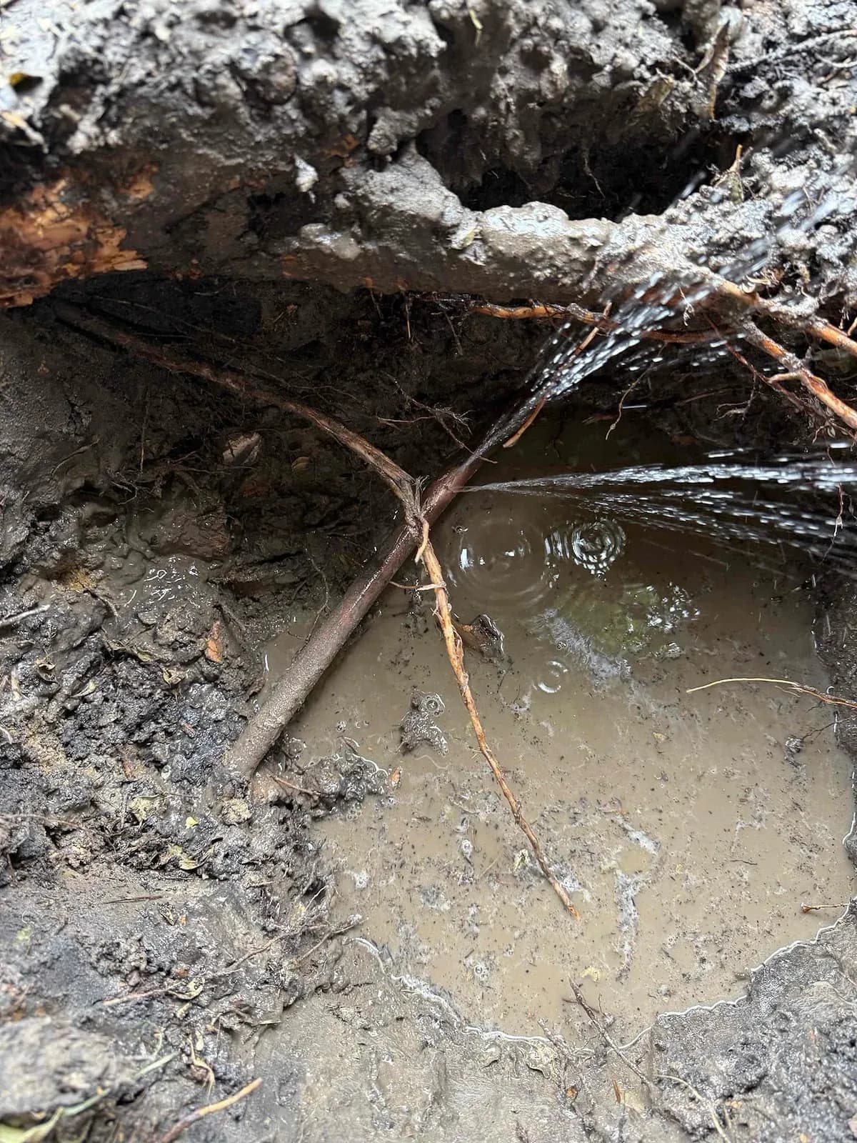 Tree roots wrapped around the water pipe
