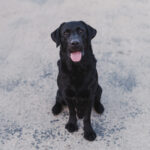 A black Labrador Retriever is sitting on a light gray pavement near pet-friendly drainage, looking at the camera with its mouth open and tongue out.