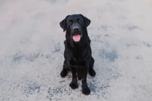 A black Labrador Retriever is sitting on a light gray pavement near pet-friendly drainage, looking at the camera with its mouth open and tongue out.