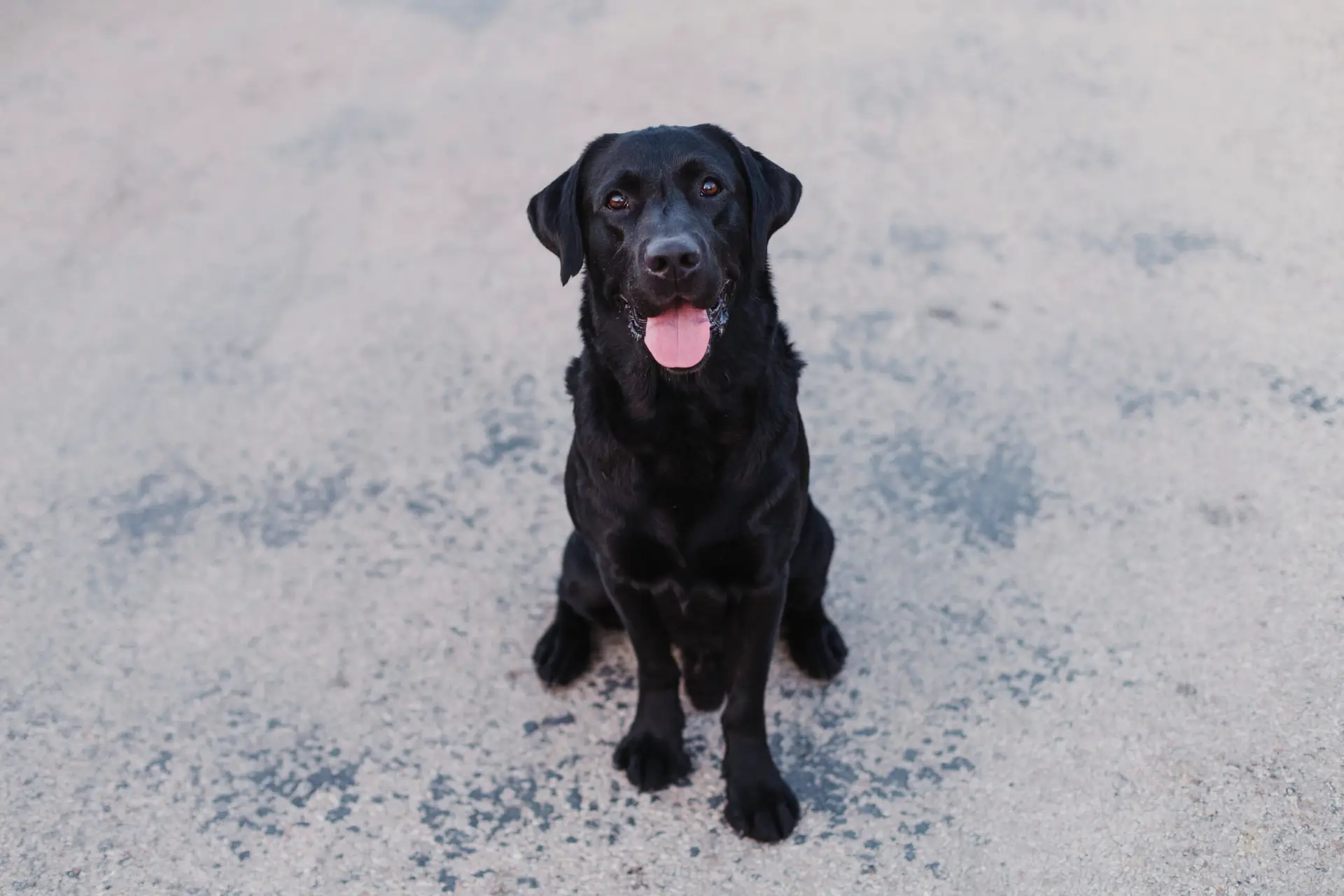 A black Labrador Retriever is sitting on a light gray pavement near pet-friendly drainage, looking at the camera with its mouth open and tongue out.