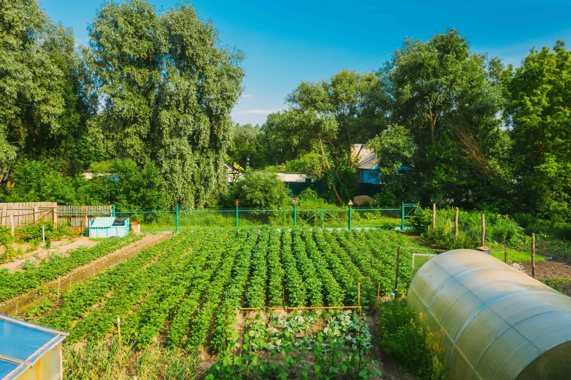 A well-maintained vegetable garden with rows of green plants, a greenhouse, and surrounding trees under a clear blue sky offers stress relief and serves as a smart step for doomsday prepping.